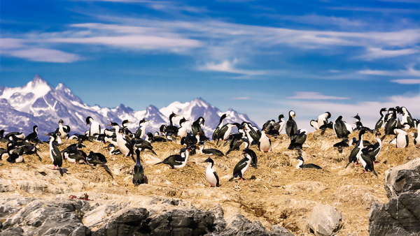 South America Hidden Cruise 20 Days