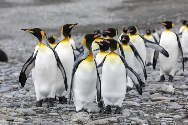 🐧🐧 남아메리카+남극 횡단 크루즈 18일🐧🐧