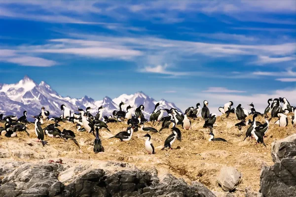 🐧🐧 남아메리카+남극 횡단 크루즈 18일🐧🐧 - Image 5
